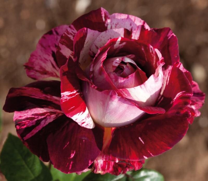 Maroon and White Rose