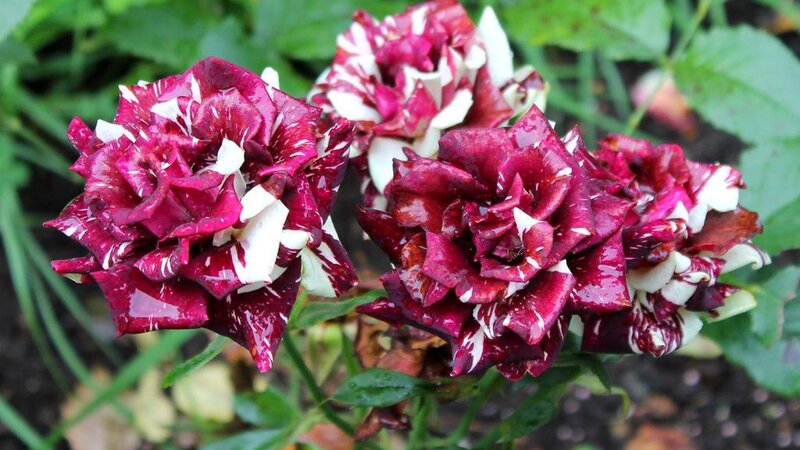 Maroon and White Roses