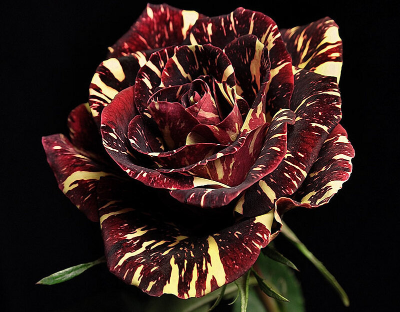 Maroon and Yellow Rose — Dramatic