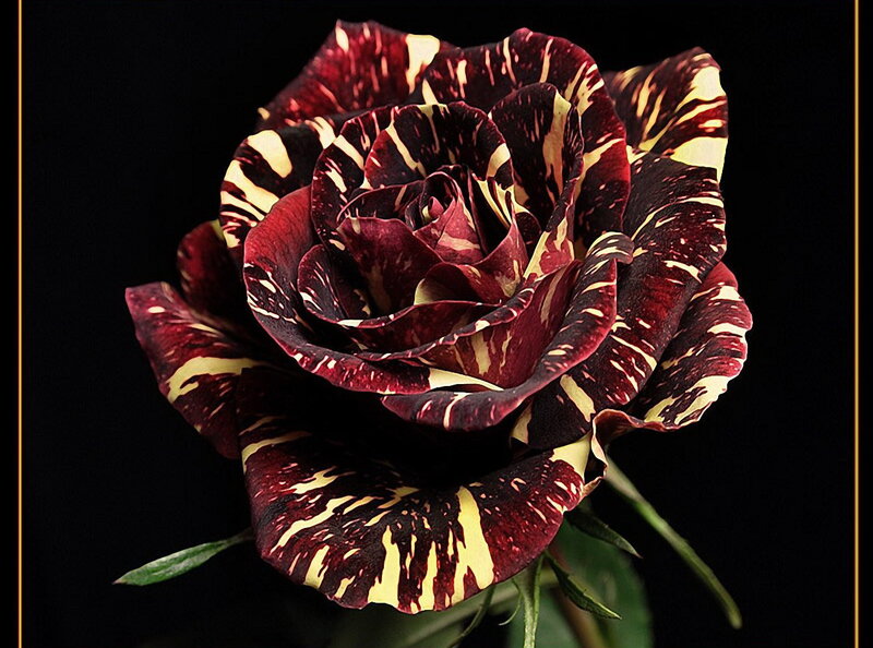 Maroon and Yellow Rose