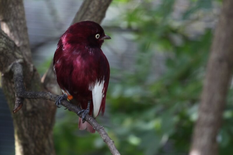 Maroon Bird on Branch