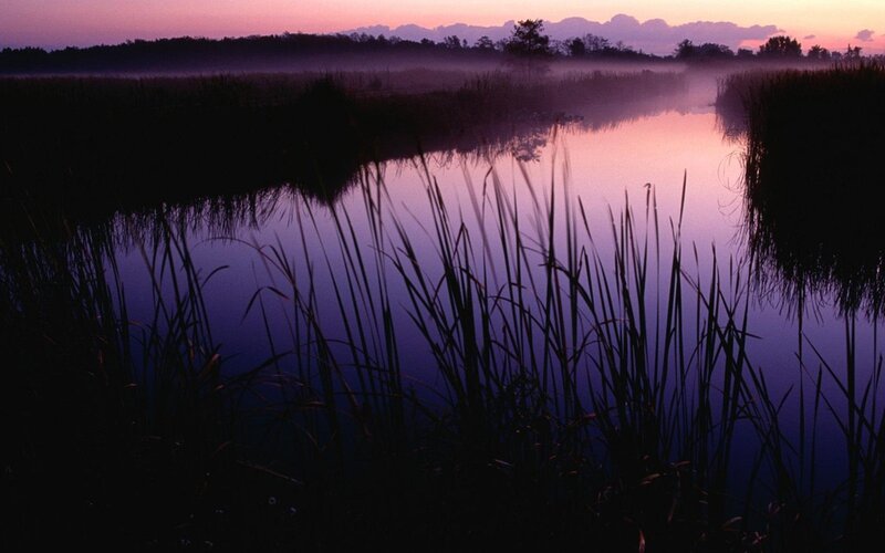 Marsh at Dawn — Purple