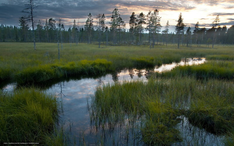 Marsh at dusk with forest