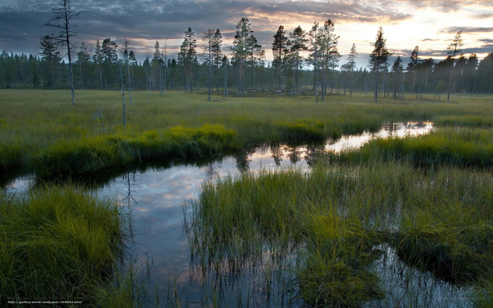 Marsh at dusk with forest