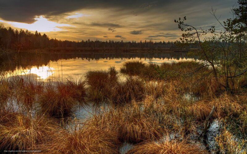 Marsh at Sunset — Golden
