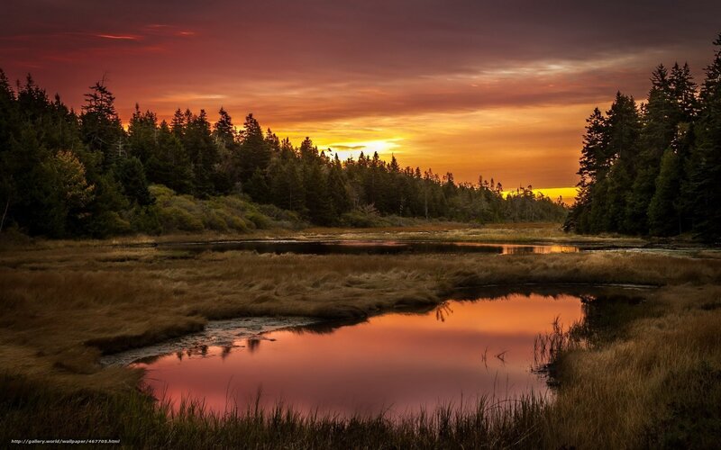 Marsh at Sunset — Orange, Serene, Photograph, Trees, Sky, Water