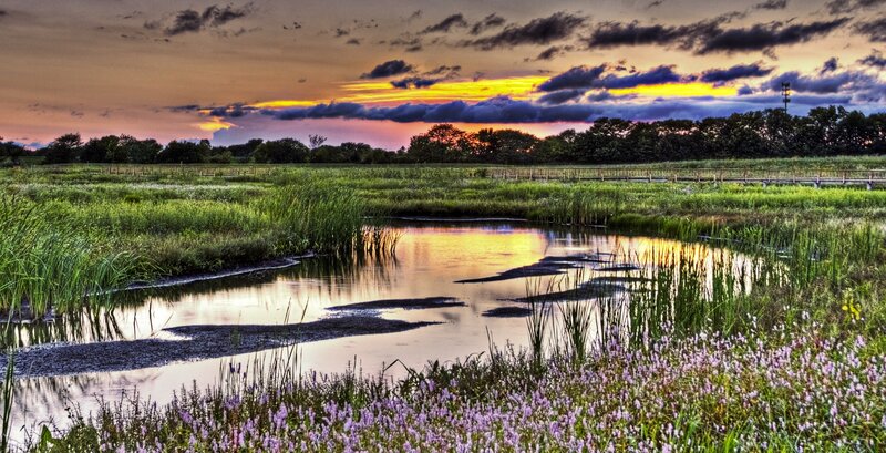 Marsh at Sunset — Yellow