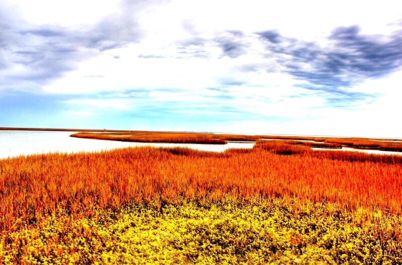 Marsh Grass and Water