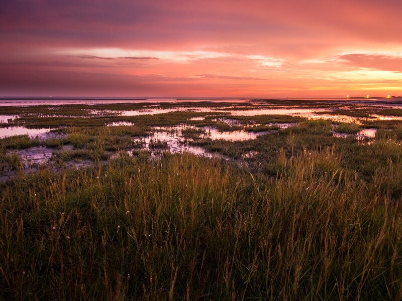 Marsh Grass at Sunset — Pink, Serene