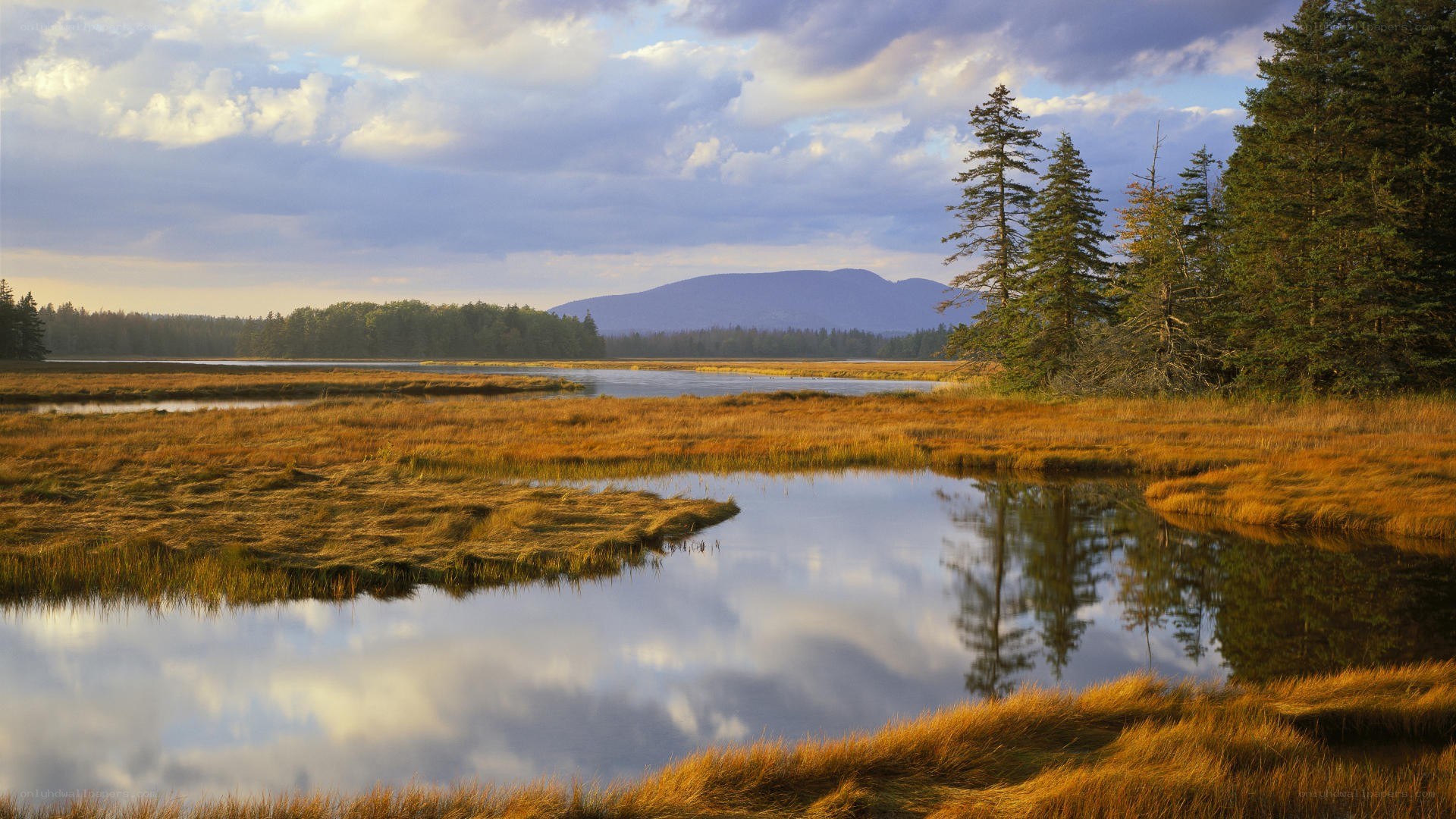 Marsh landscape at sunset