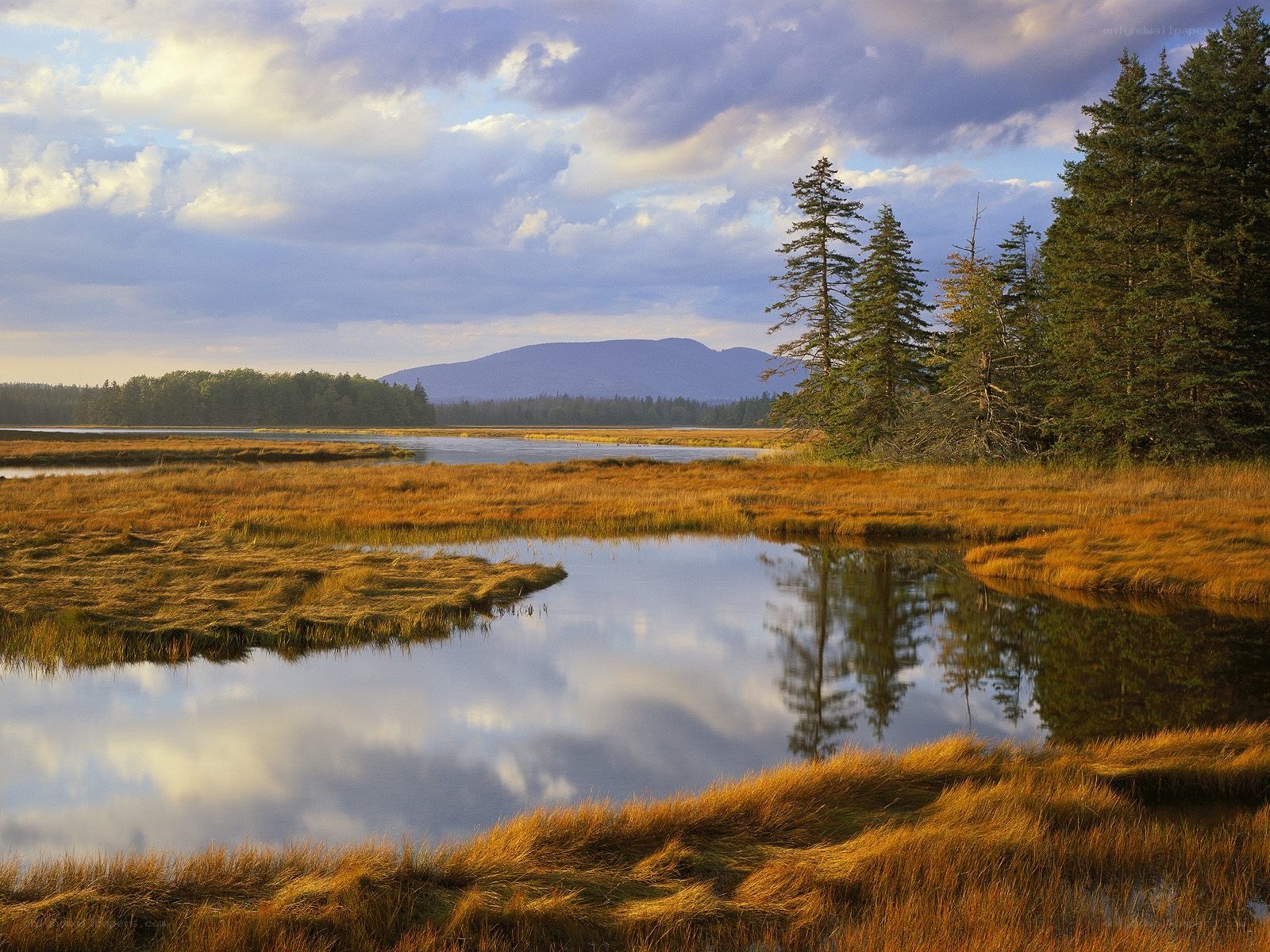 Marsh landscape at sunset