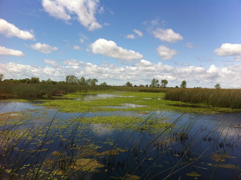 Marsh landscape with green plants