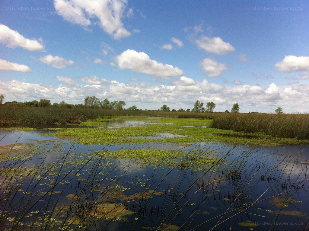 Marsh landscape with green plants