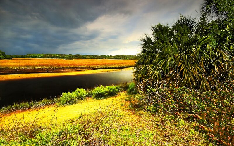 Marsh landscape with palm trees