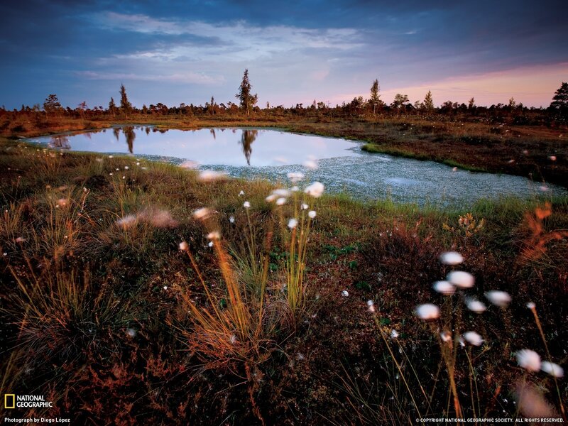 Marsh pond at dusk