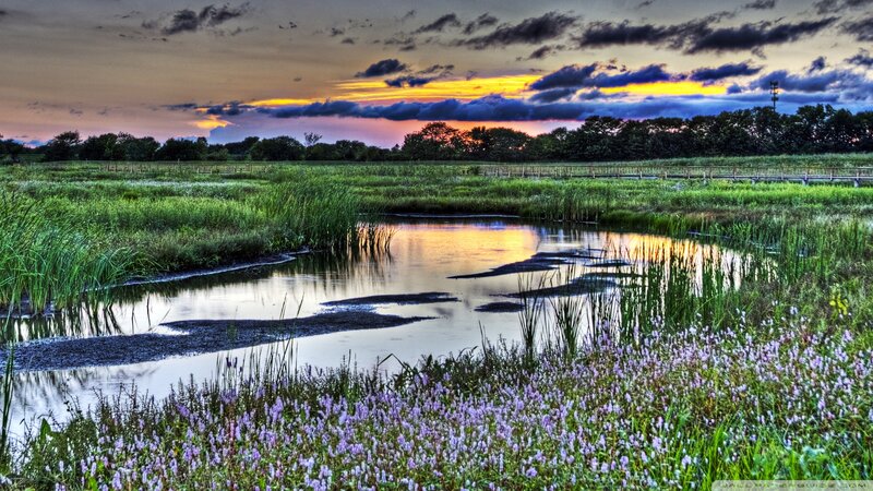 Marsh Pond at Sunset — Green