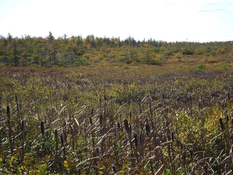 marsh with cattails and forest