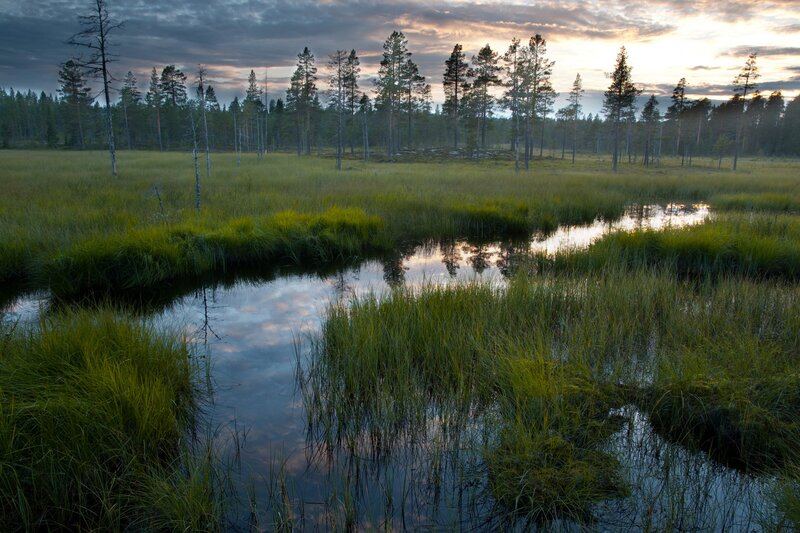 Marsh with Pine Trees