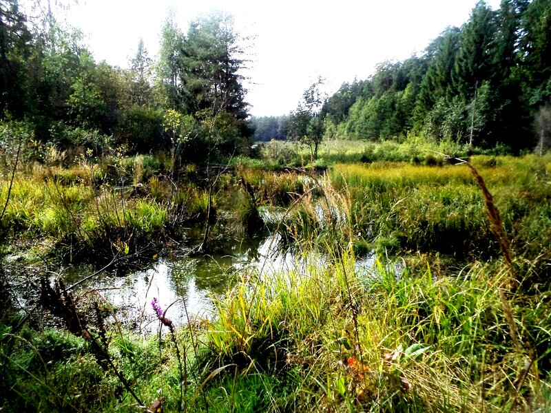 Marsh with Pond and Trees