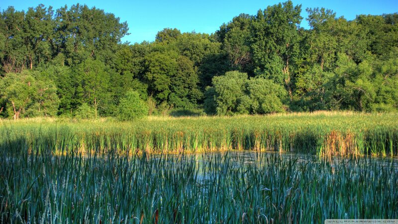 Marsh with Reeds and Trees