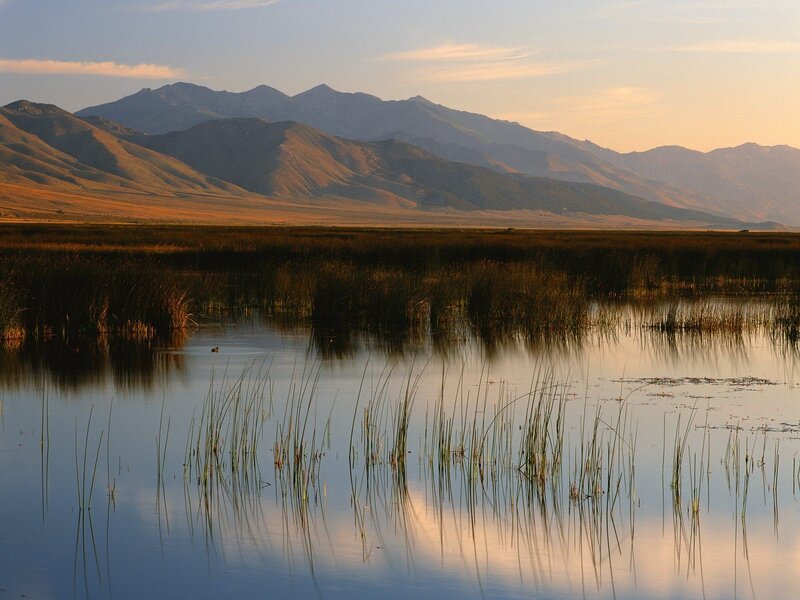 Marsh with Reeds
