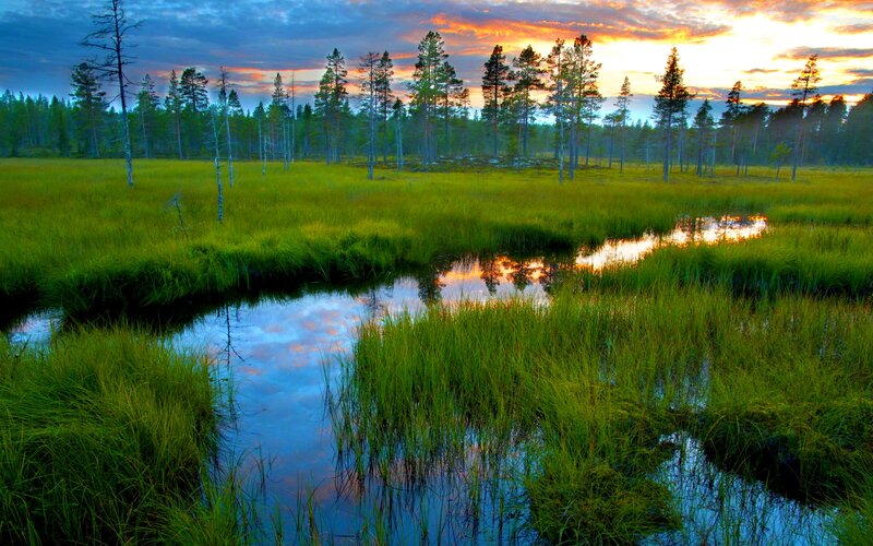Marsh with Stream and Trees