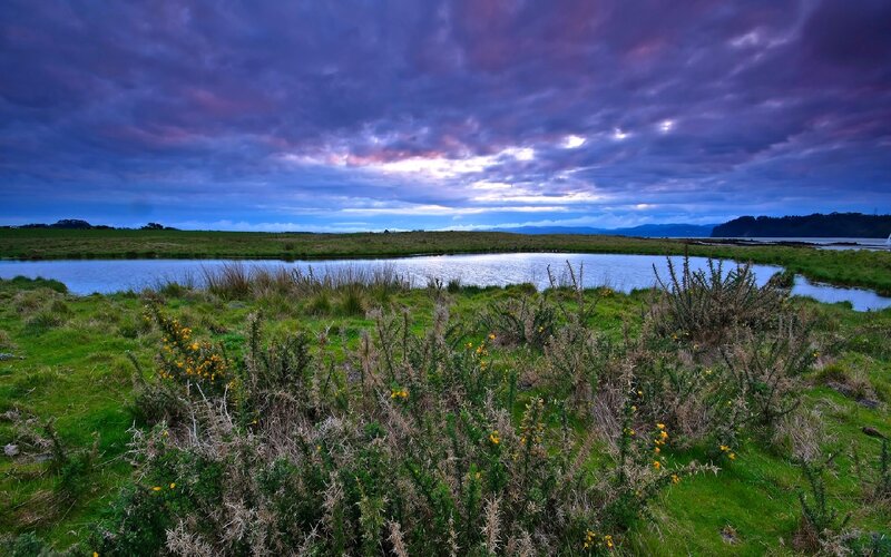 Marshland at Dusk — Purple