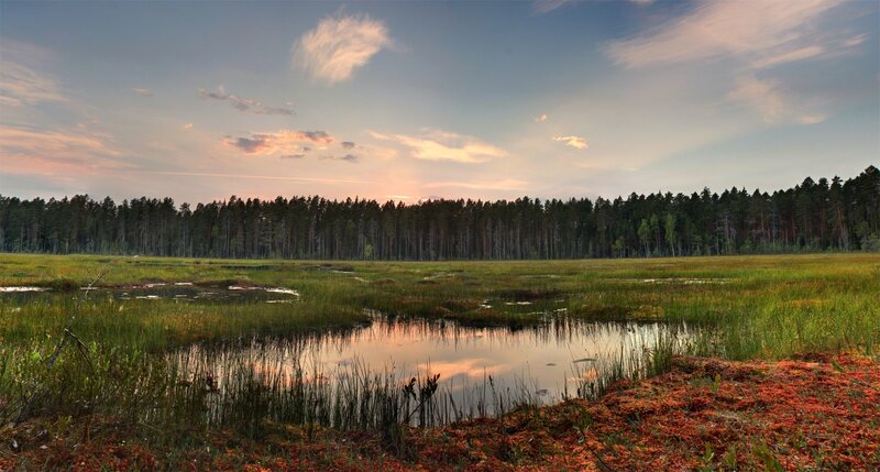 Marshland at Sunset — Green, Serene, Photograph