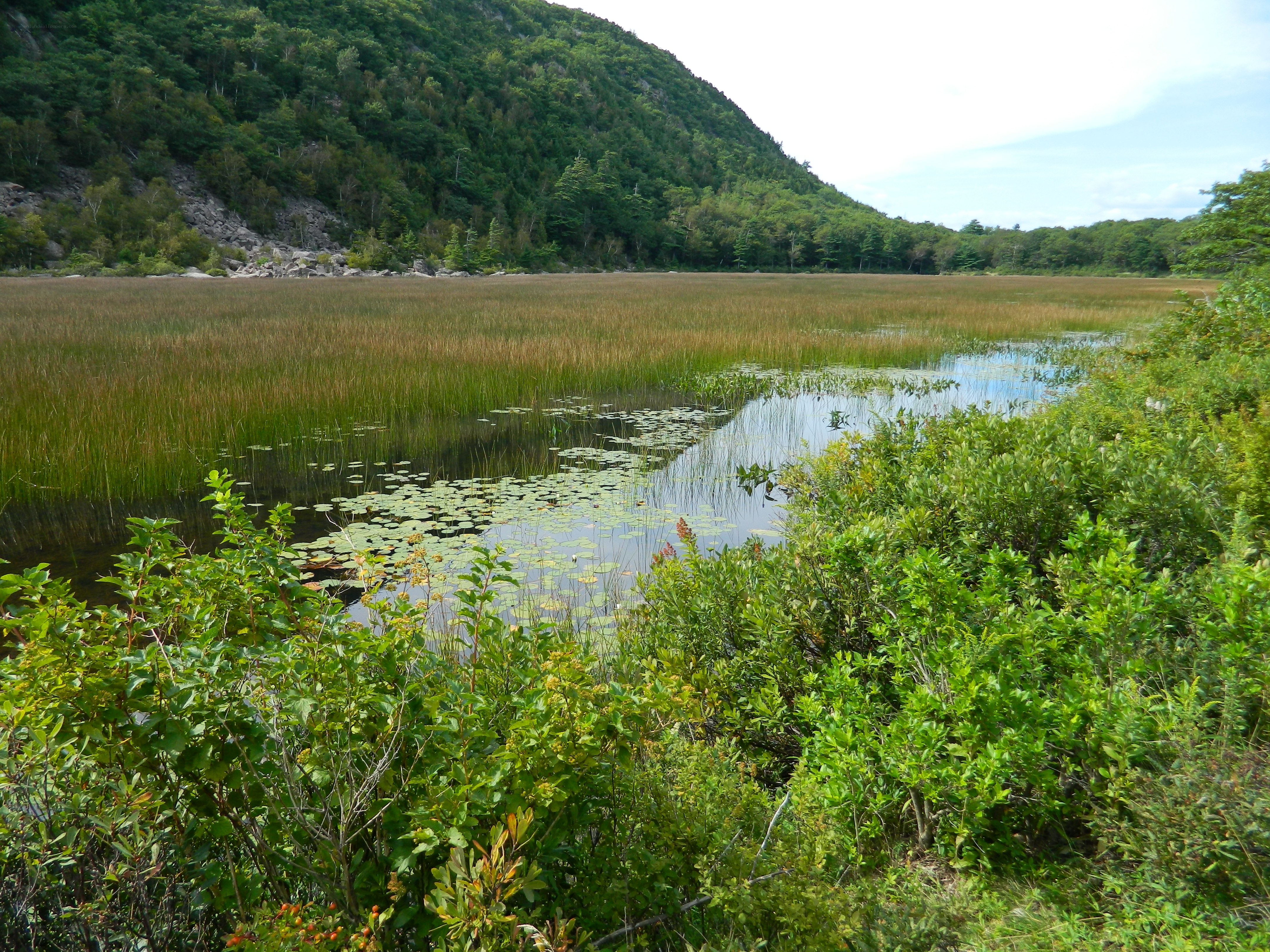 Marshland near forested hill