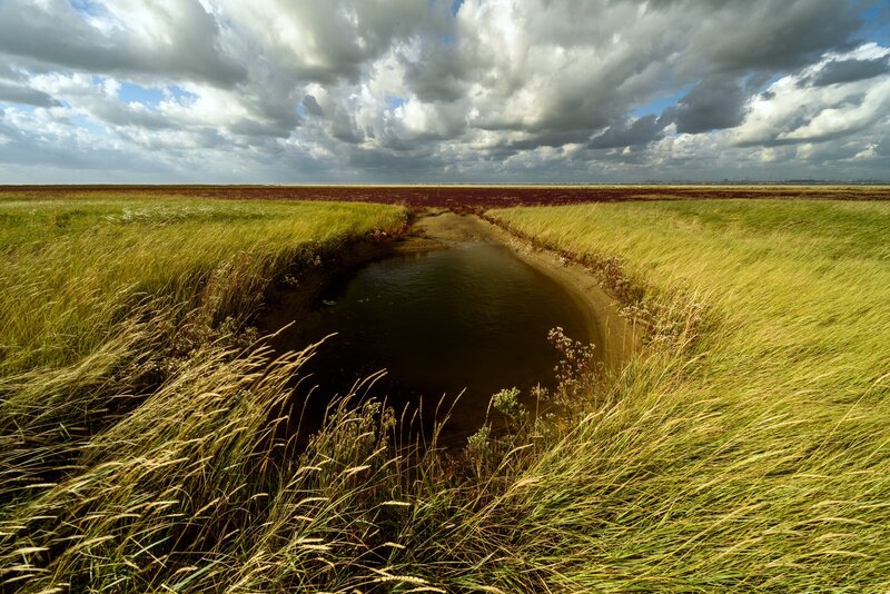 Marshland Stream