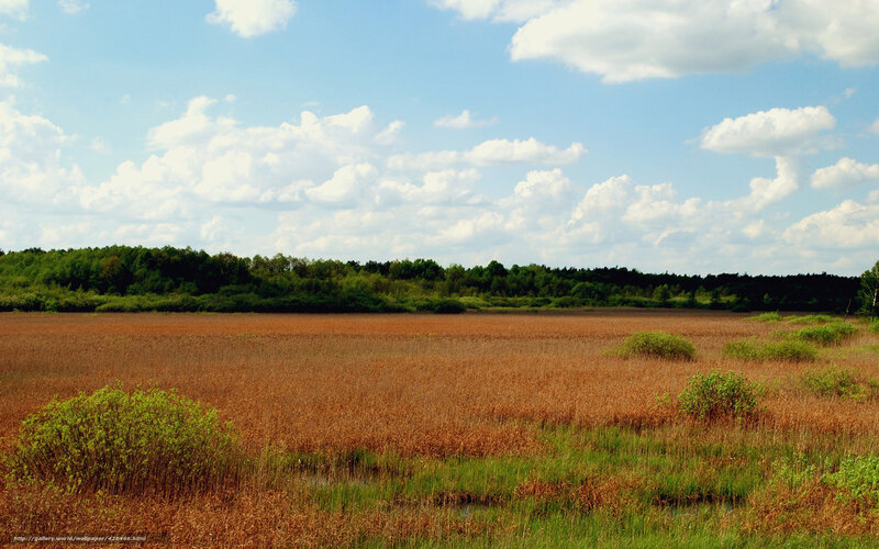 Marshland under cloudy sky