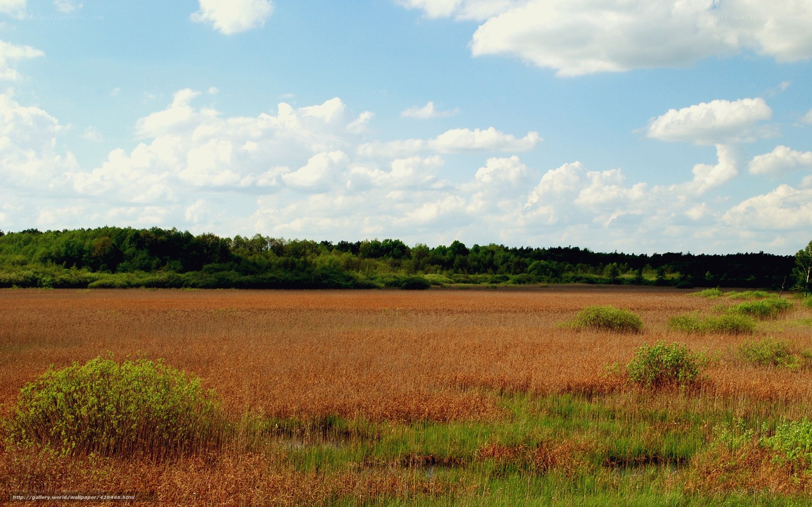 Marshland under cloudy sky