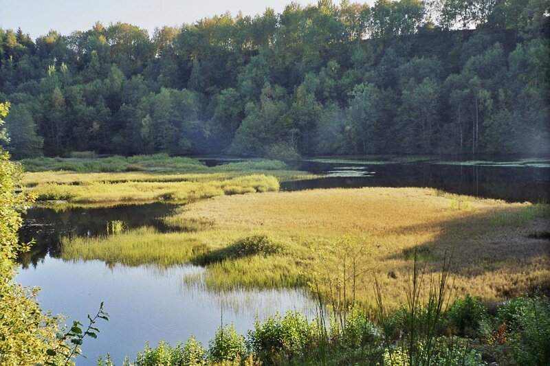 Marshland with Pond