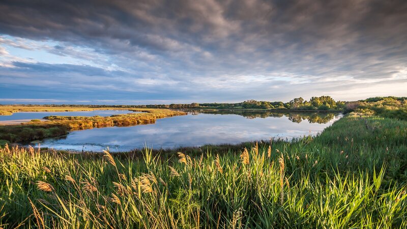 Marshland with Reeds — Green, Serene, Sunset