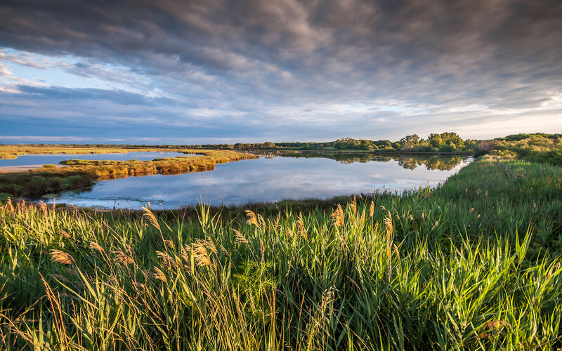 Marshland with Reeds