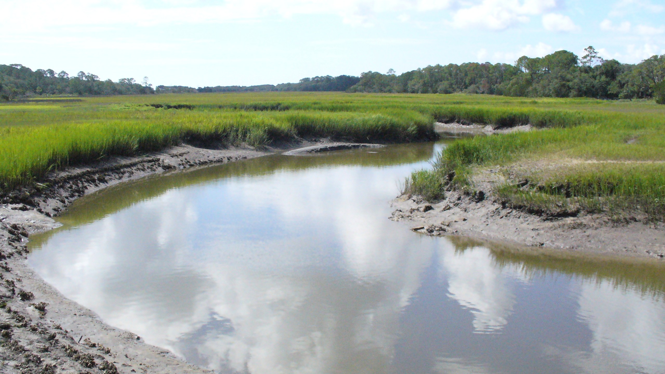 marshland with tidal creek