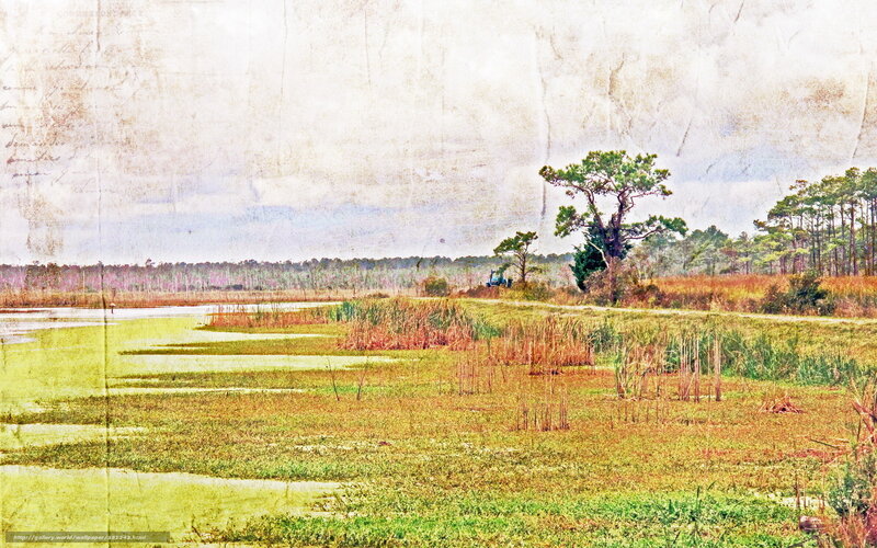 Marshland with trees and tractor