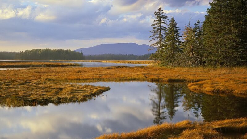 Marshland with Trees — Blue