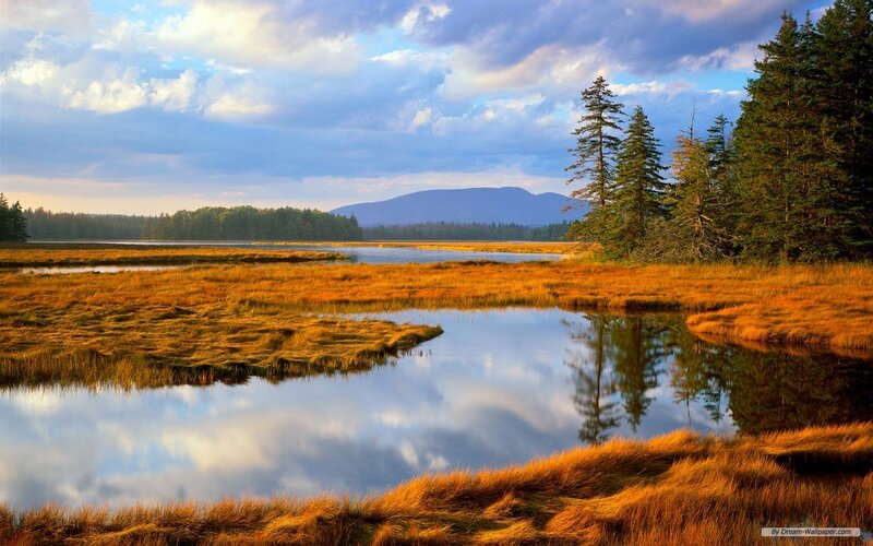 Marshland with Trees