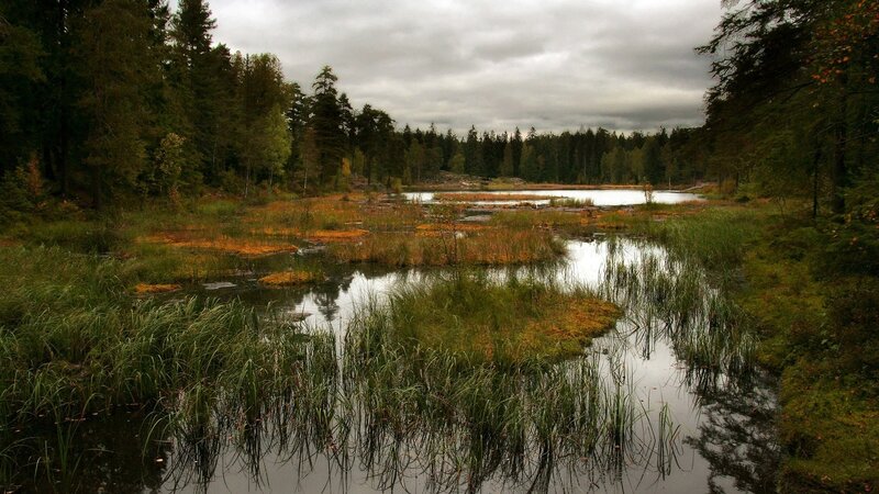 Marshy Lake in Forest