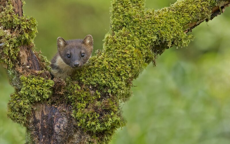 marten in mossy tree