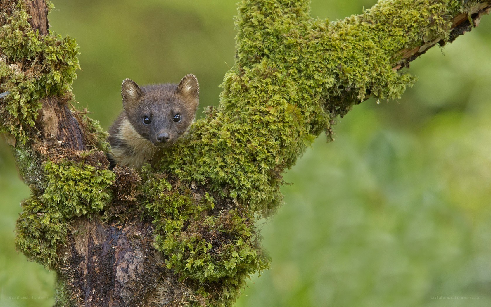 marten in mossy tree