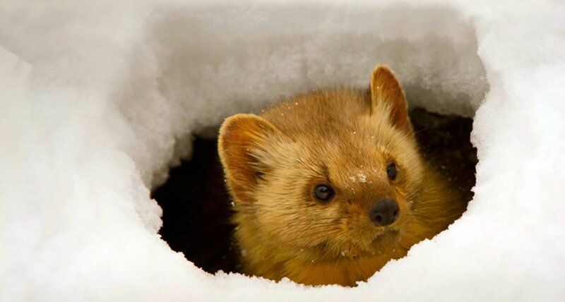 Marten in Snow Hole
