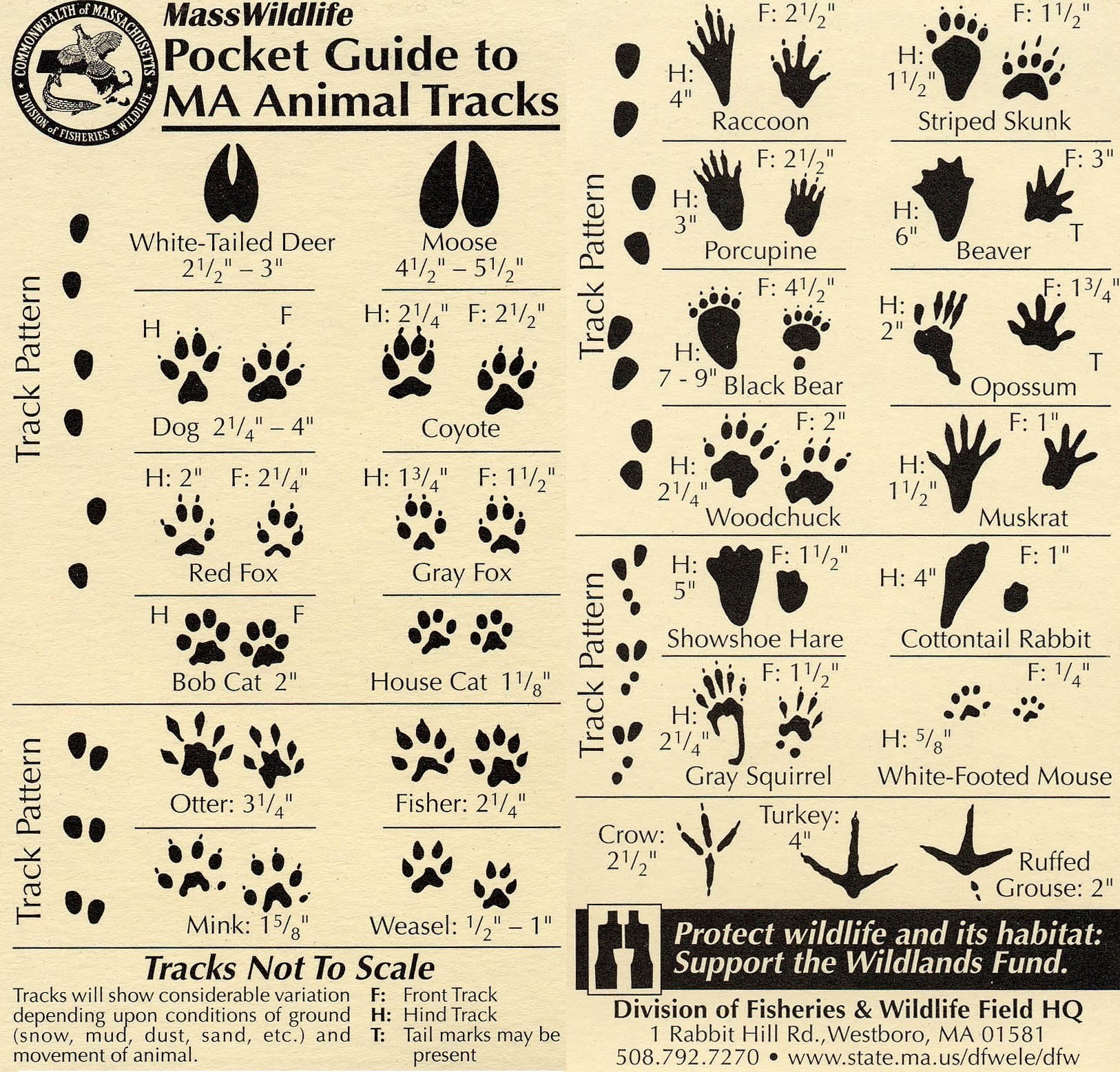 Massachusetts animal tracks guide