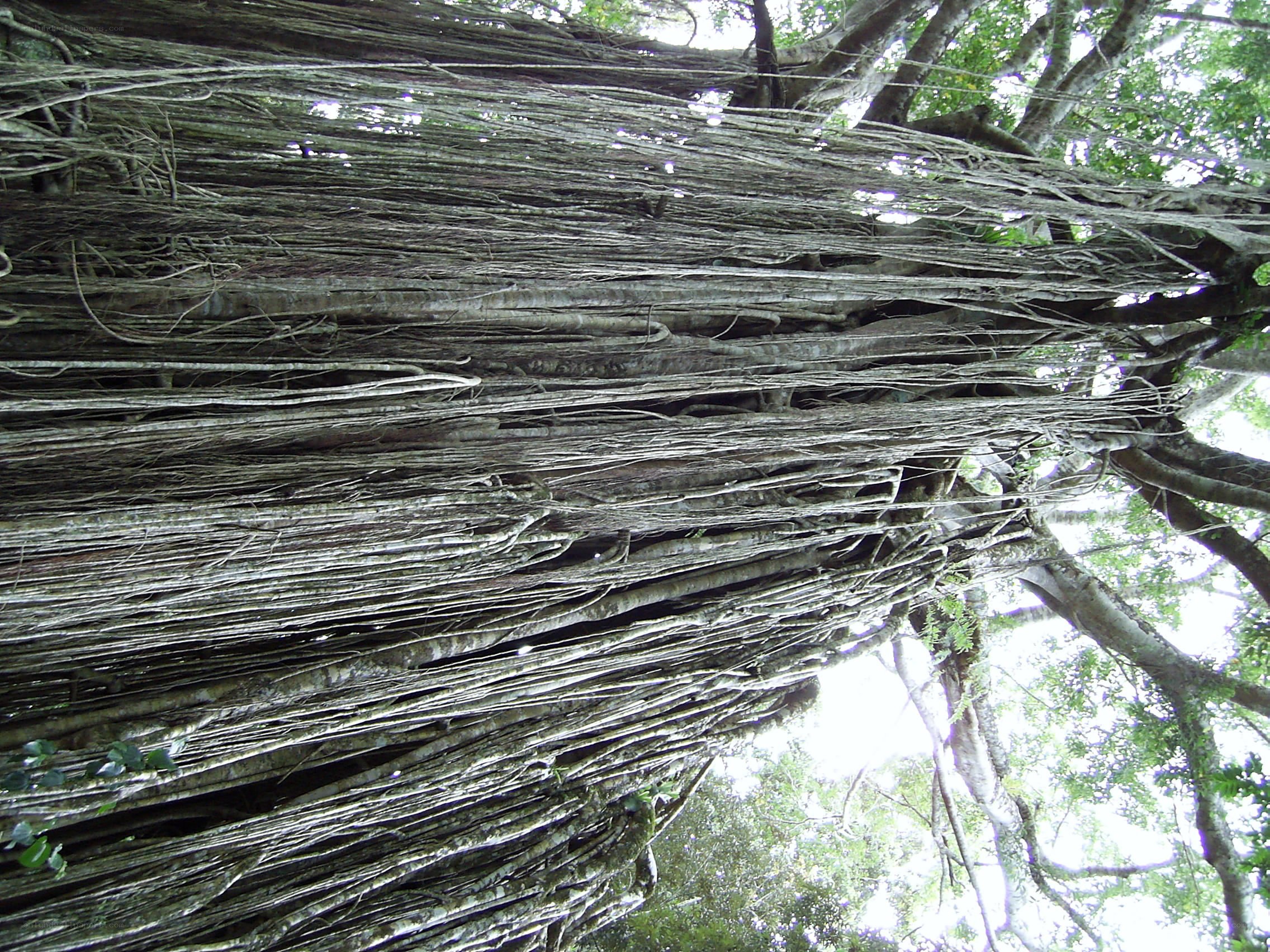 Massive banyan tree roots