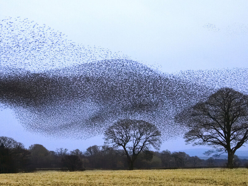 Massive Bird Flock
