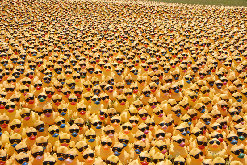 massive duck gathering
