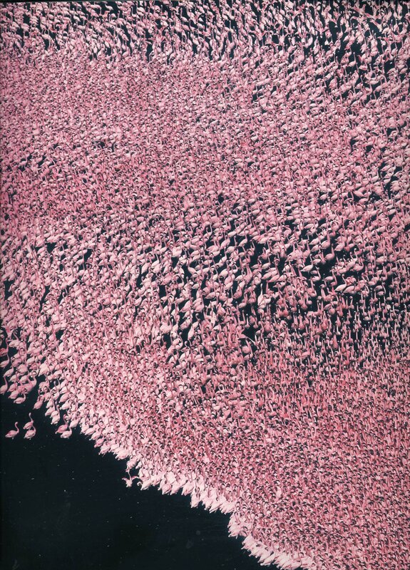 massive flock of flamingos