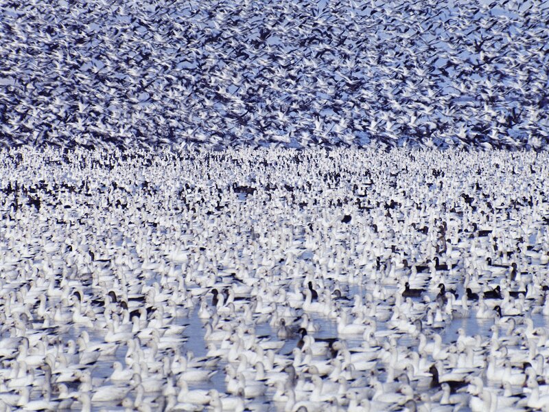 Massive flock of snow geese