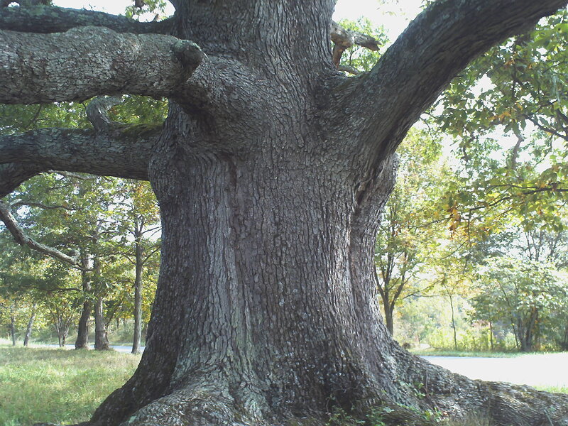 Massive Oak Tree